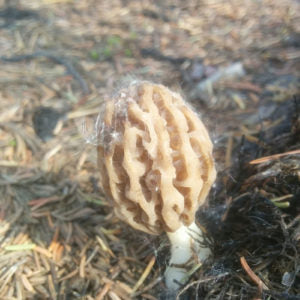 MOREL- BLONDE buy MUSHROOMS--- baby's--Naturals--8oz. 2022 From the Mountains of East. Ore.